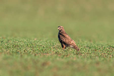 a buzzard sits on a green field in springの写真素材