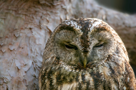 a head portrait of a tawny owlの写真素材