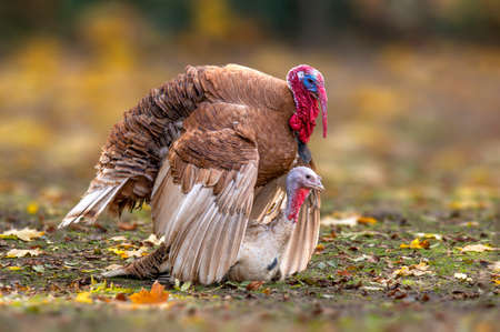 a turkey rooster and chicken in matingの写真素材