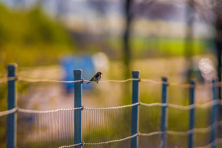 a goldfinch sits on a fence and looks for foodの写真素材