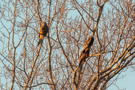 two red kites sits on a branch and looks for preyの写真素材