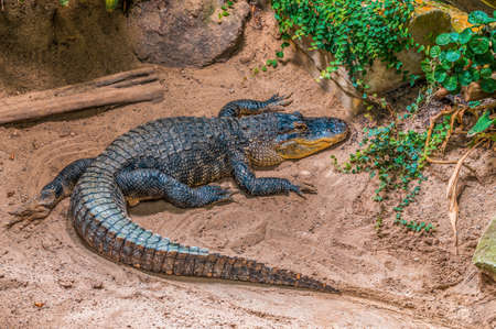 a crocodile lies on a beach and sunbathesの写真素材