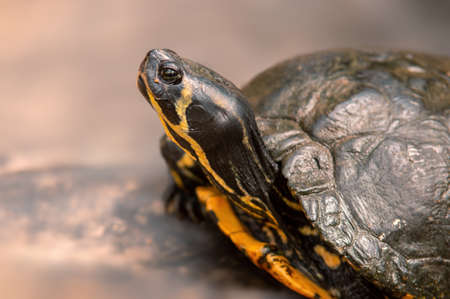 a turtle sitting on a branchの写真素材