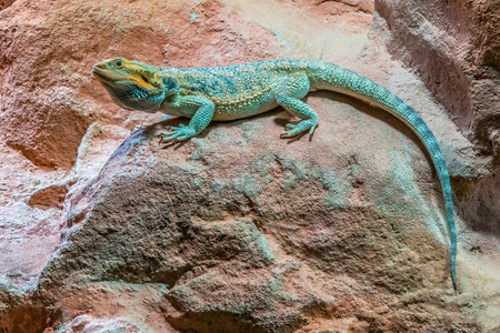 a lizard is sitting on a rockの写真素材