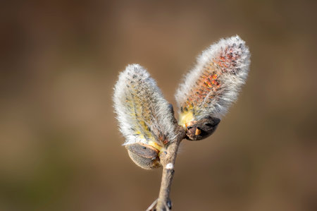 several blossoms on a branch of a willow treeの写真素材