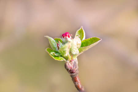 several blossoms on a branch of an apple treeの写真素材