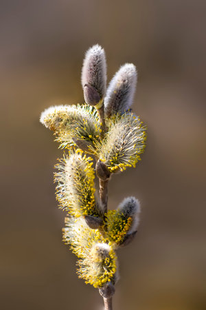 several blossoms on a branch of a willow treeの写真素材