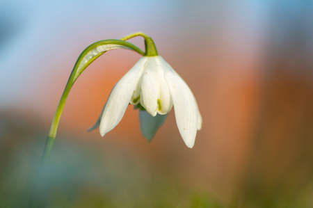 a blossom of a snowdrop in springの写真素材