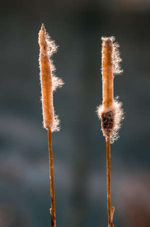a fruit of cattail in autumnの写真素材