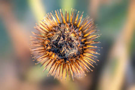 a blossom of a burdock in autumnの写真素材