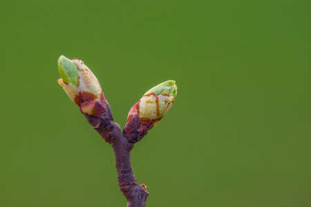 several fresh buds on a branchの写真素材