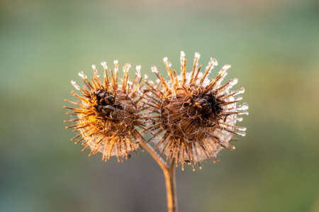 a blossom of a burdock in autumnの写真素材