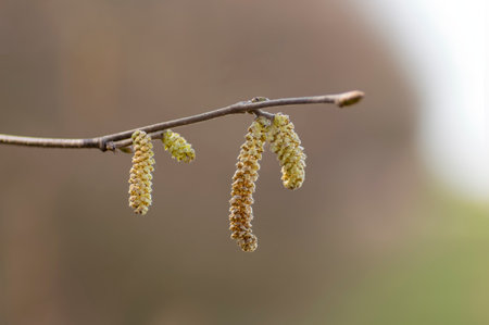 several brown hazelnut flowers on a branchの写真素材