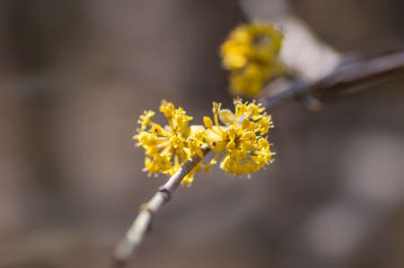 several yellow flowers on a branchの写真素材
