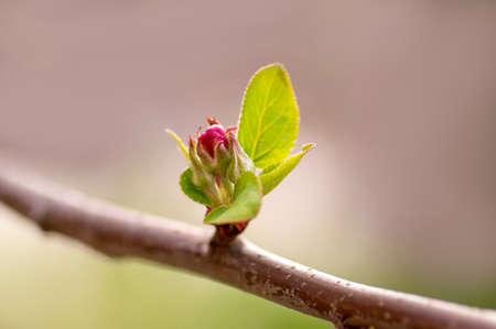 several blossoms on a branch of an apple treeの写真素材