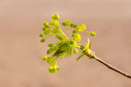 several blossoms on a branch of a maple treeの写真素材