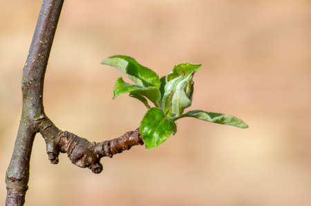 several fresh buds on an apple branchの写真素材