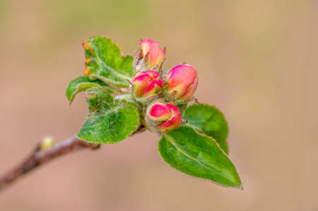several blossoms on a branch of an apple treeの写真素材