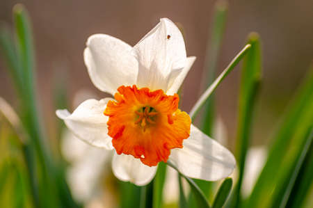 a daffodil bloom in a gardenの写真素材
