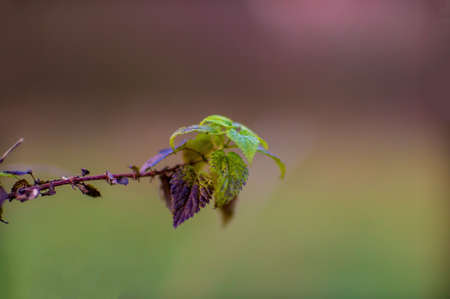 a branch with green leaves in the forest