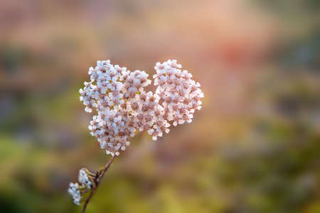 a yarrow blossom in a meadowの写真素材