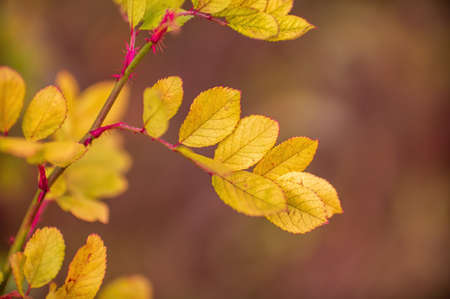 a branch with brown autumn leaves in the forestの写真素材