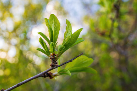a branch with green leaves in the forestの写真素材