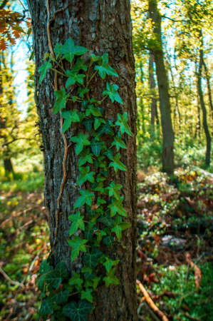 a branch with green ivy leaves in the forest
