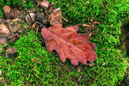 a branch with brown autumn leaves in the forestの写真素材