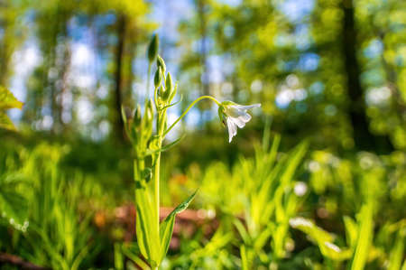 a delicate blossom in a forestの写真素材