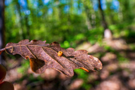 a branch with brown autumn leaves in the forestの写真素材