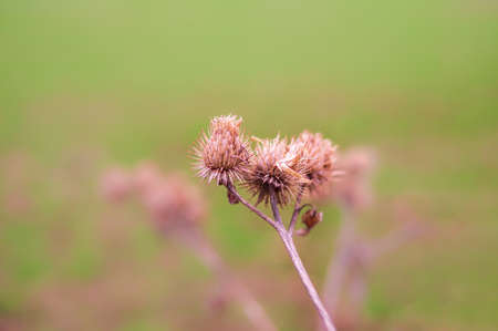 a withered burdock blossom on a meadowの写真素材