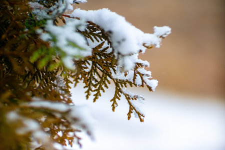 a branch covered with snow in winter forestの写真素材