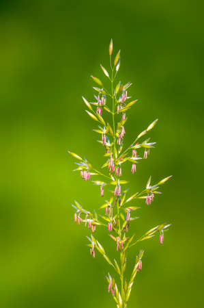 Green blossoms of grass in summerの写真素材
