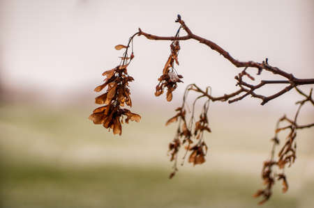 a branch with a brown maple seed