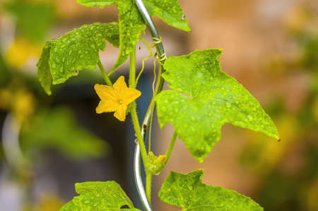 a cucumber plant with blossom in a gardenの写真素材