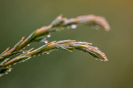 several fresh buds on a branchの写真素材