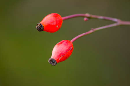 a branch with red rose hips