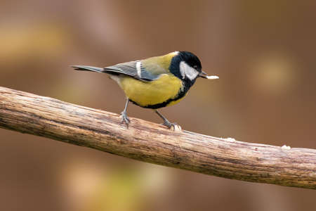 a great tit sits on a branchの写真素材