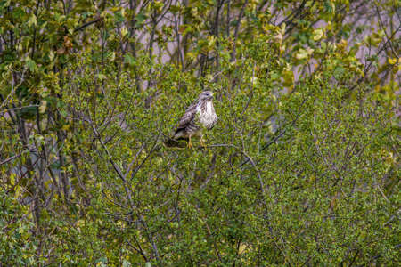 a buzzard sits on a branch of a treeの写真素材