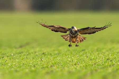 a buzzard flies over a green fieldの写真素材