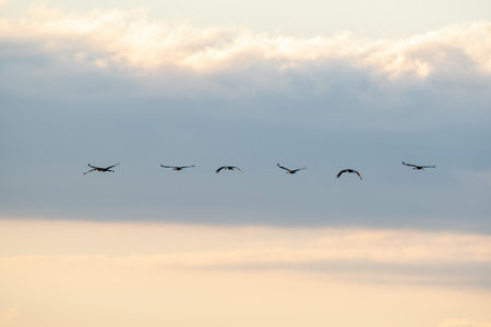 six cranes fly in the skyの写真素材
