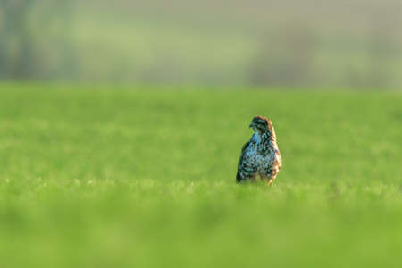 a buzzard sits on a green field in springの写真素材