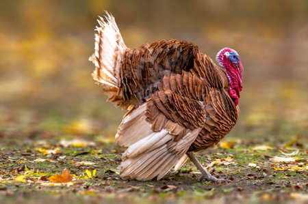 a turkey cock during courtshipの写真素材