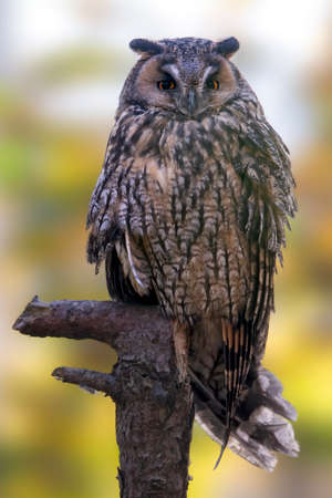 a long-eared owl sits on an old tree trunkの写真素材