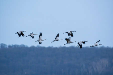several cranes fly in the skyの写真素材