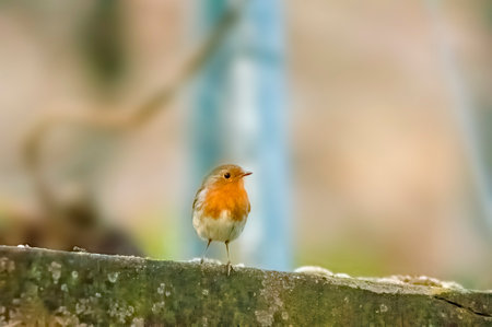 a robin sits on a branchの写真素材