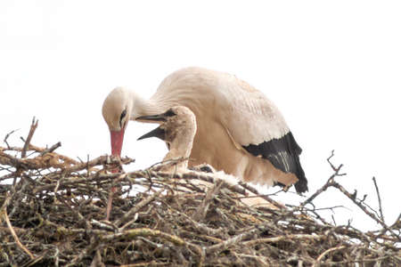 a white stork with chicks in its nestの写真素材