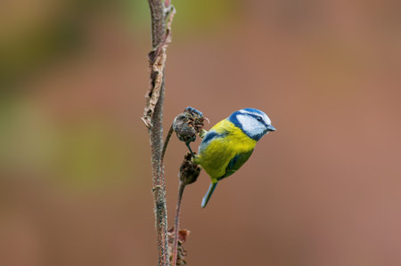 a blue tit sits on a branchの写真素材
