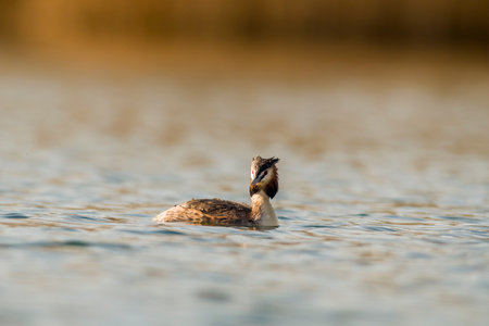 a great crested grebe swims on a lakeの写真素材